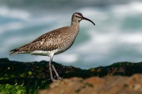 Koliha mala - Numenius phaeopus - Whimbrel o2430